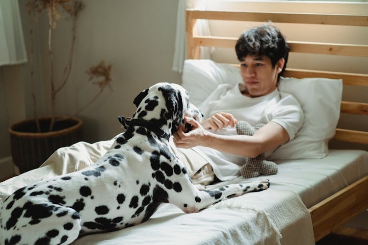 Man Lying In Bed With His Dalmatian Dog 