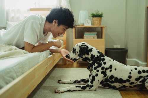 Man Petting His Dalmatian Dog in the Bedroom