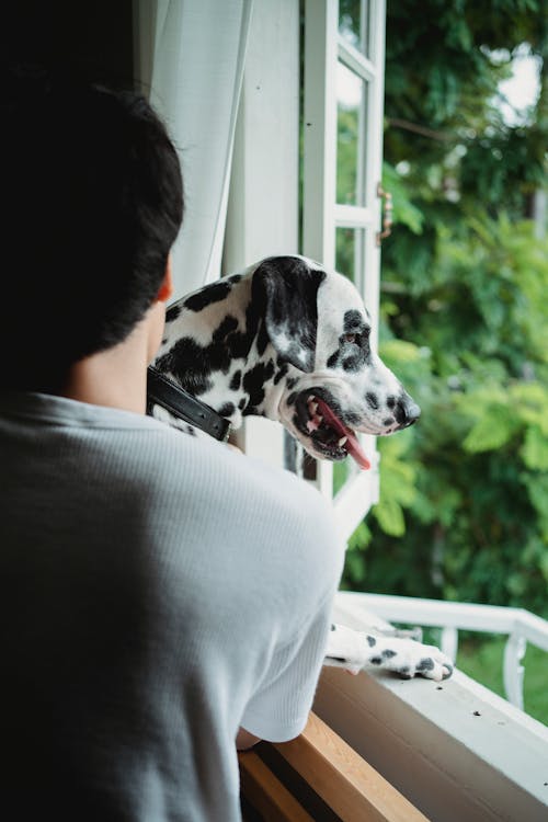 Free A Person Carrying a Dalmatian in Standing by the Window Stock Photo