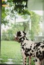 Black and White Dalmatian Dog on Green Grass Field