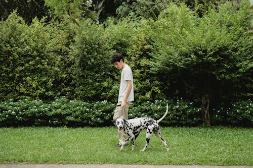 A Man Walking His Dog 