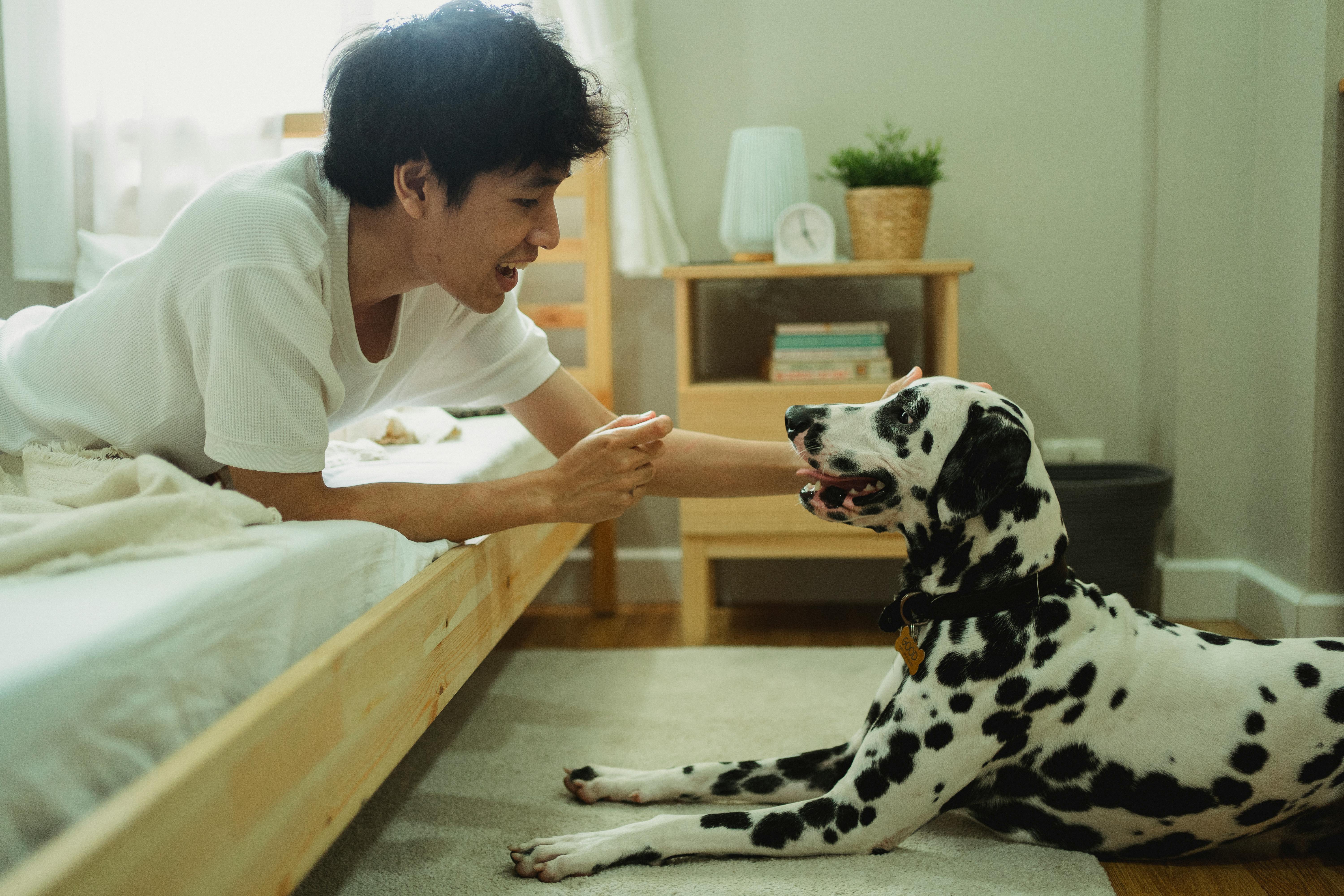 man playing with dalmatian dog in bedroom