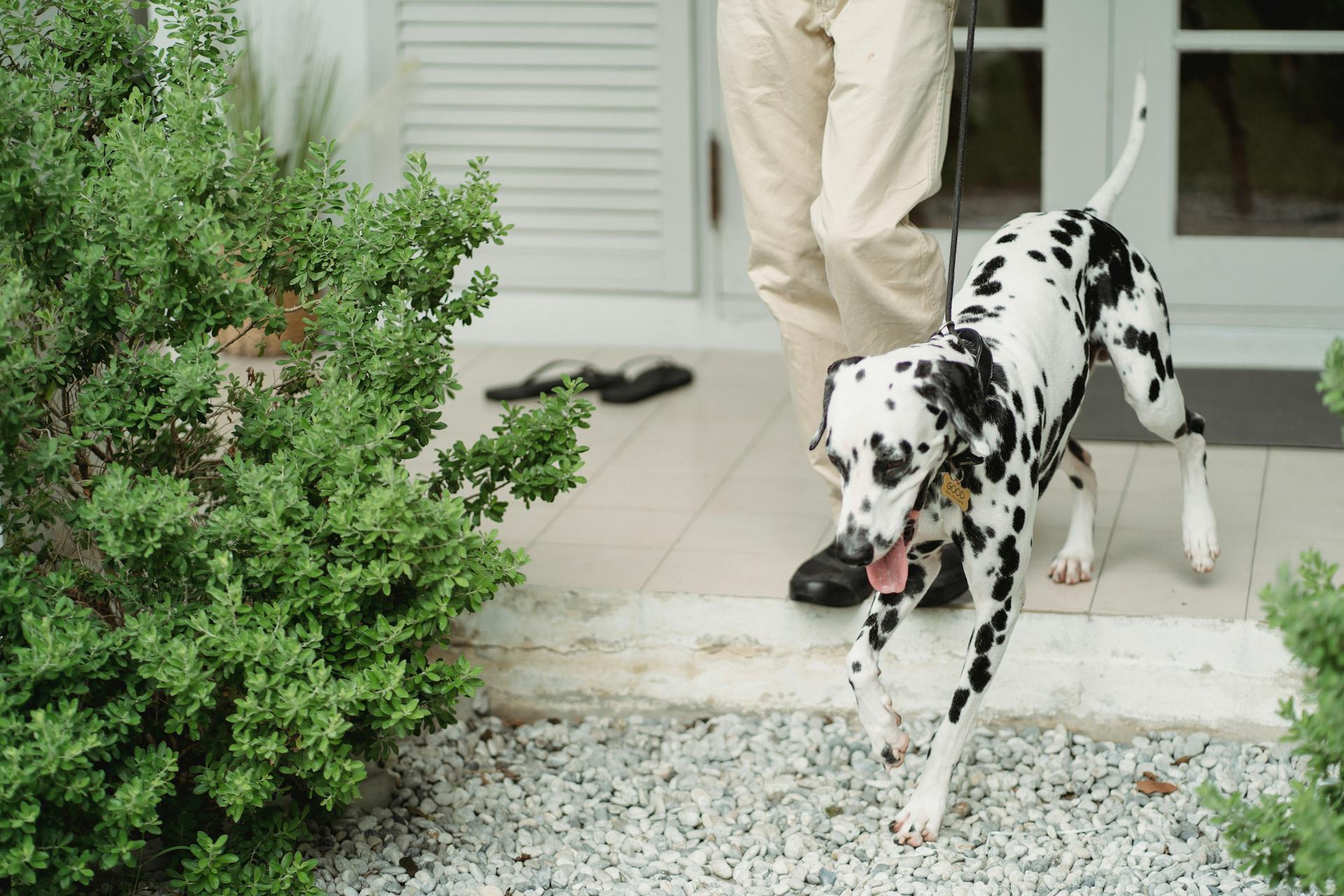 A Dog Walking With a Leash