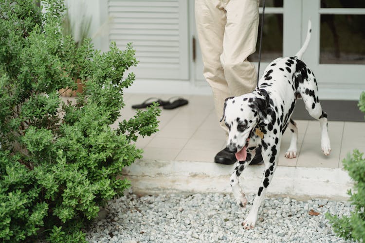 A Dog Walking With A Leash