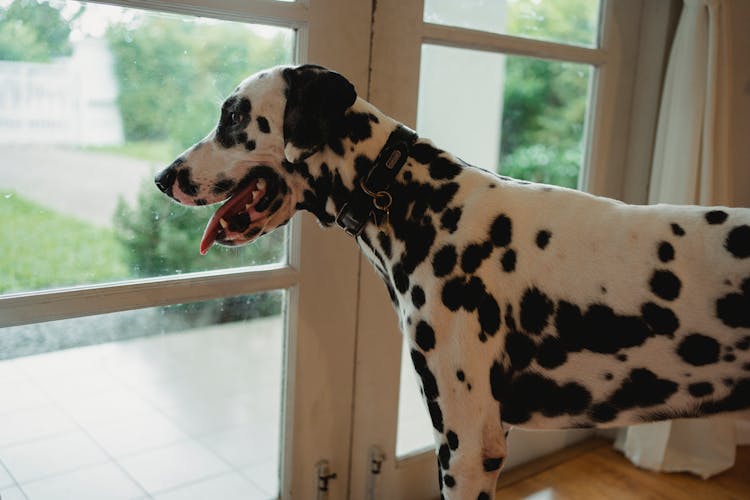 Portrait Of Dalmatian Dog