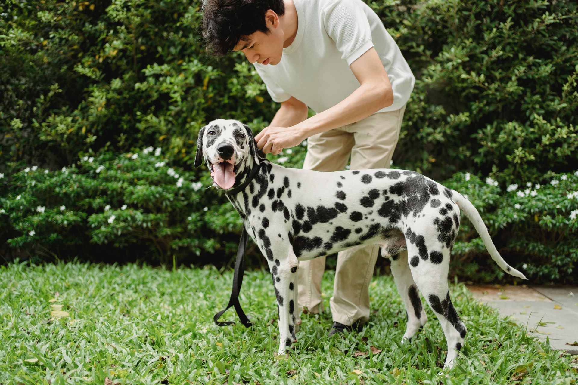 Man Putting a Leash on His Dalmatian Dog