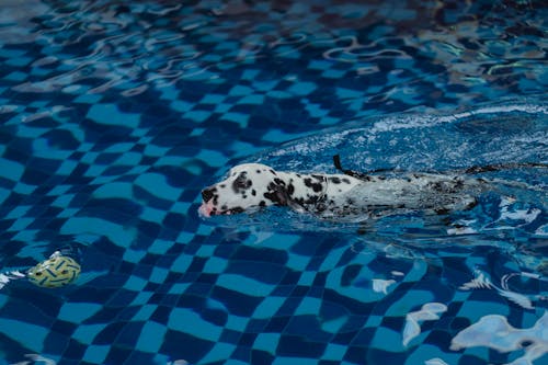 Free A Dog Swimming in the Water Stock Photo