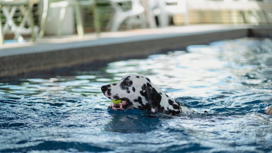 Pet Resorts Brisbane