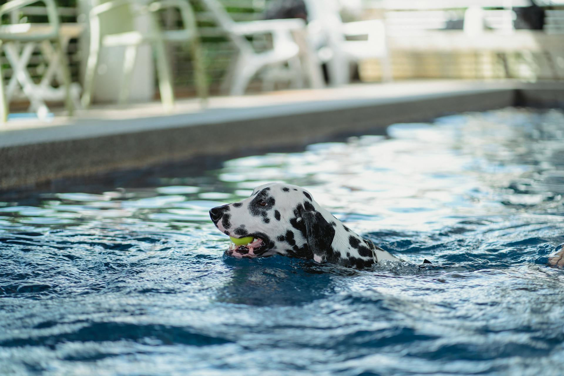 Un chien avec une balle dans la bouche