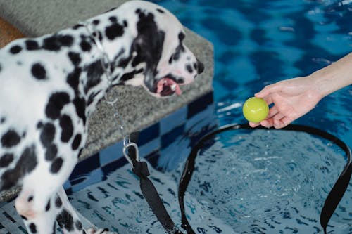 Free A Dalmatian Dog Given a Toy Ball in the Pool Stock Photo