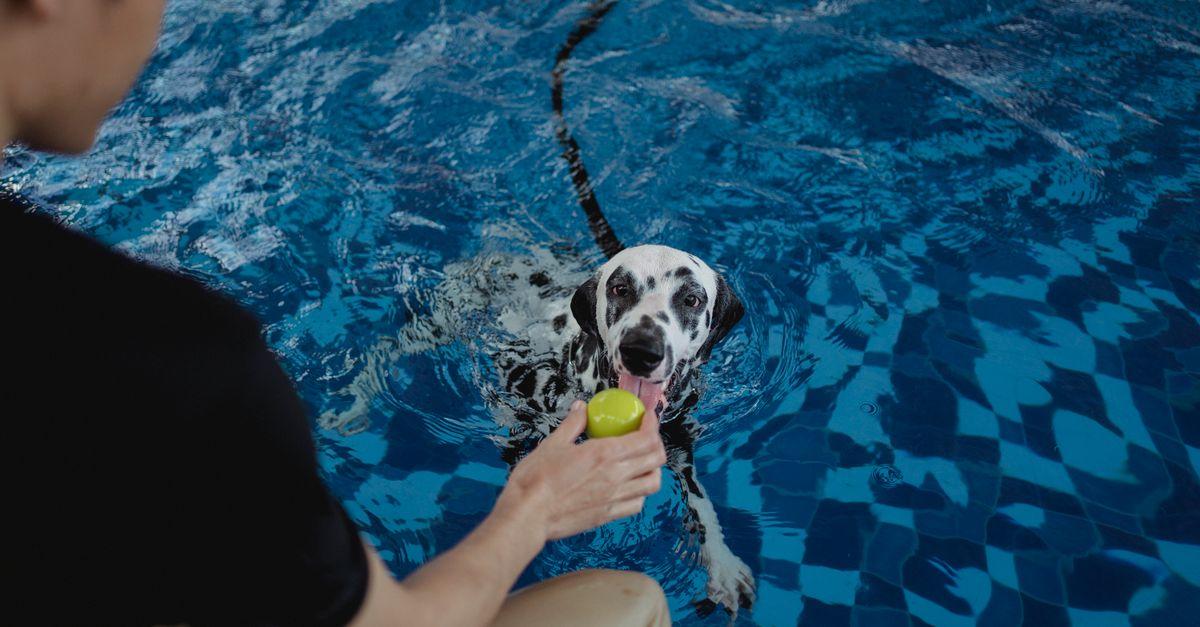 The Ultimate Guide to Creating a Pet Enrichment Routine