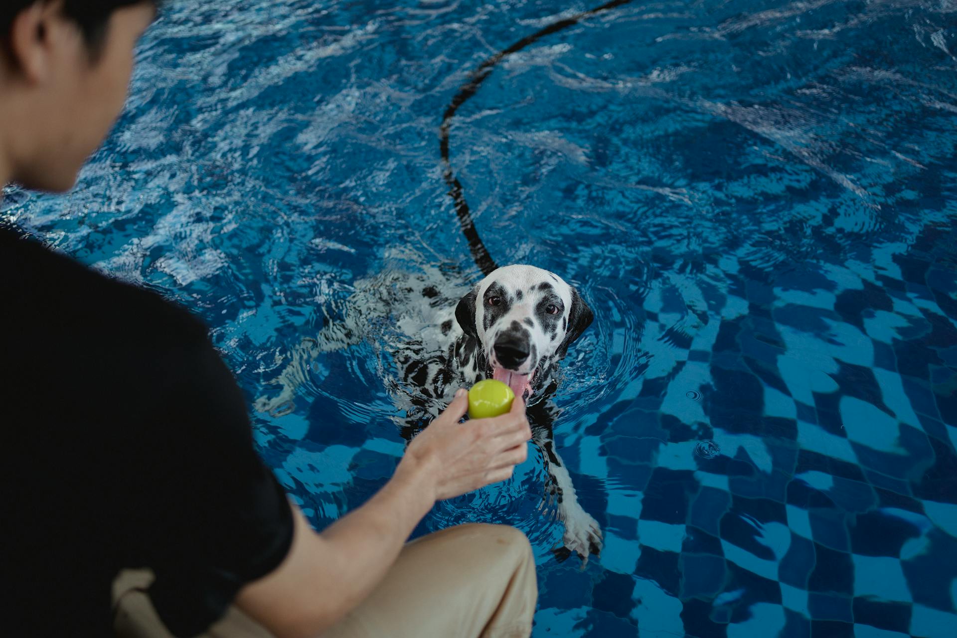 Man Training Dalmatian to Fetch in Swimming Pool