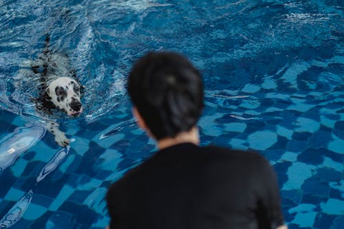 Free A Dog Swimming in the Swimming Pool Stock Photo