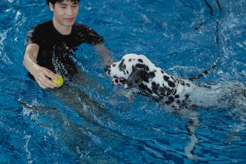 bezplatná Základová fotografie zdarma na téma bazén, dalmatin, domácí mazlíček Základová fotografie