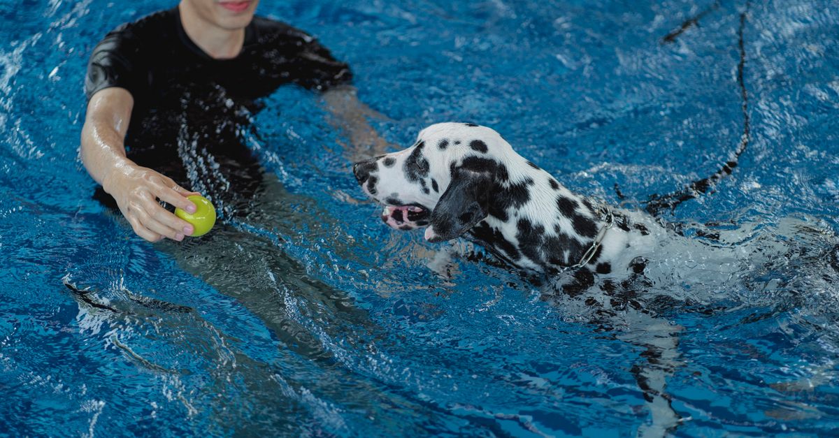 Carrollton's Pooch Pool Party Returns to Rosemeade — and It's More Than Just a Swim