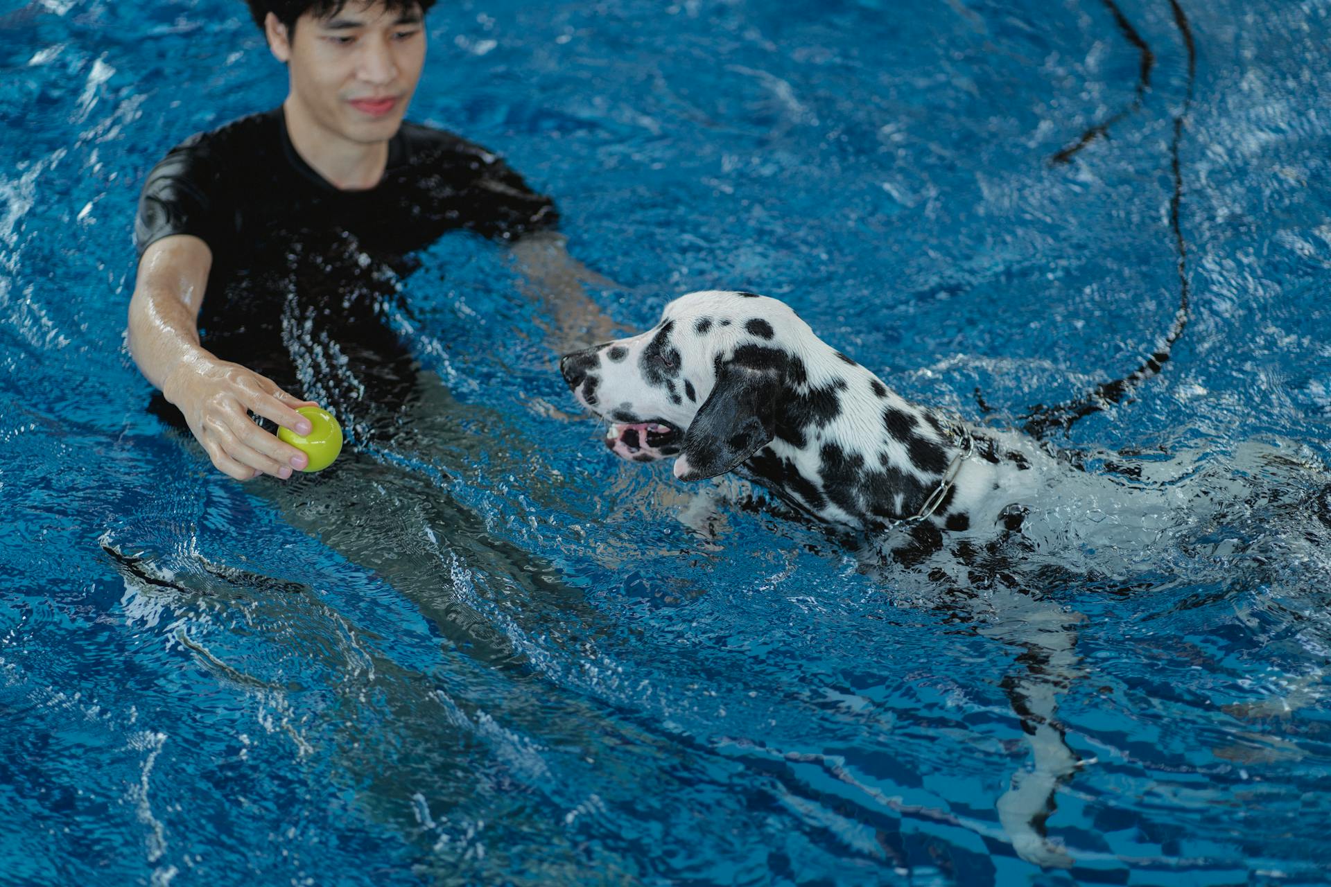 Een man die zijn hond in het zwembad traint