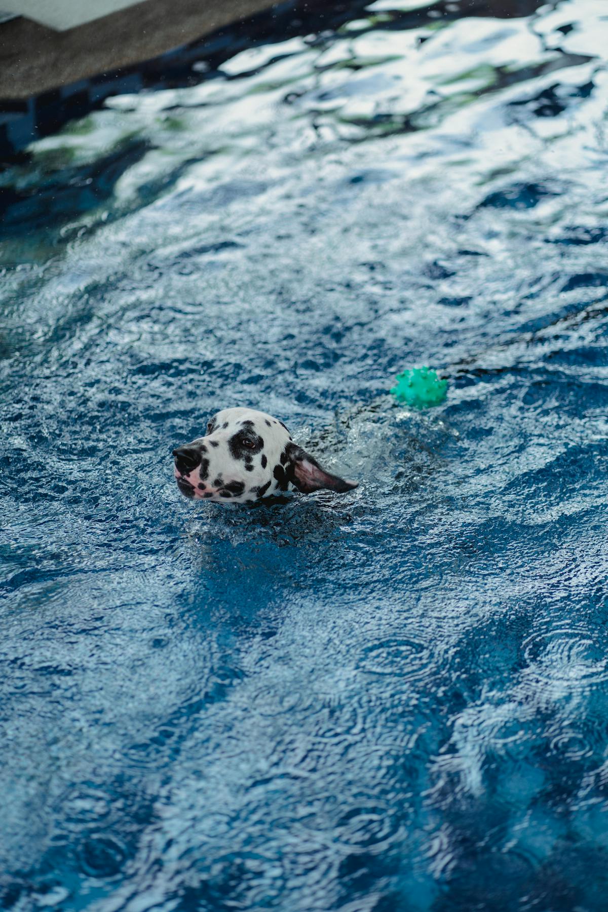 Dog swimming in a pool
