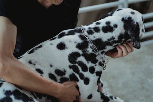 Free A Man Holding a Wet Dalmatian Dog Stock Photo