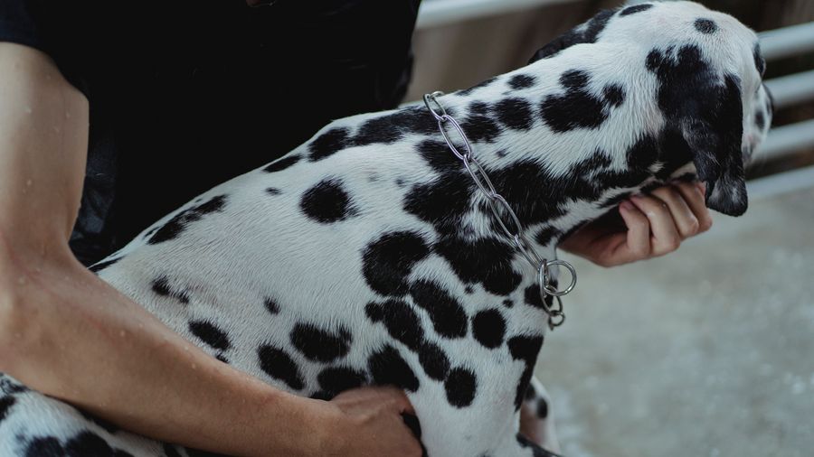 Switching Dog Food Slowly: Why the Two-Week Method Works