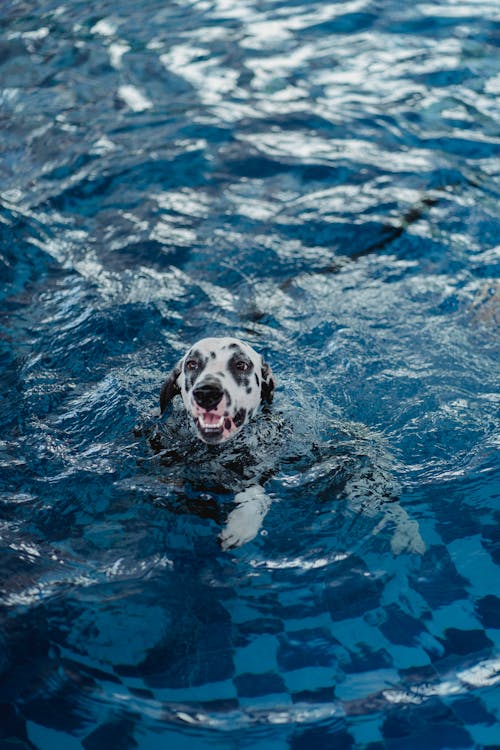 Foto profissional grátis de água, animal de estimação, cachorro
