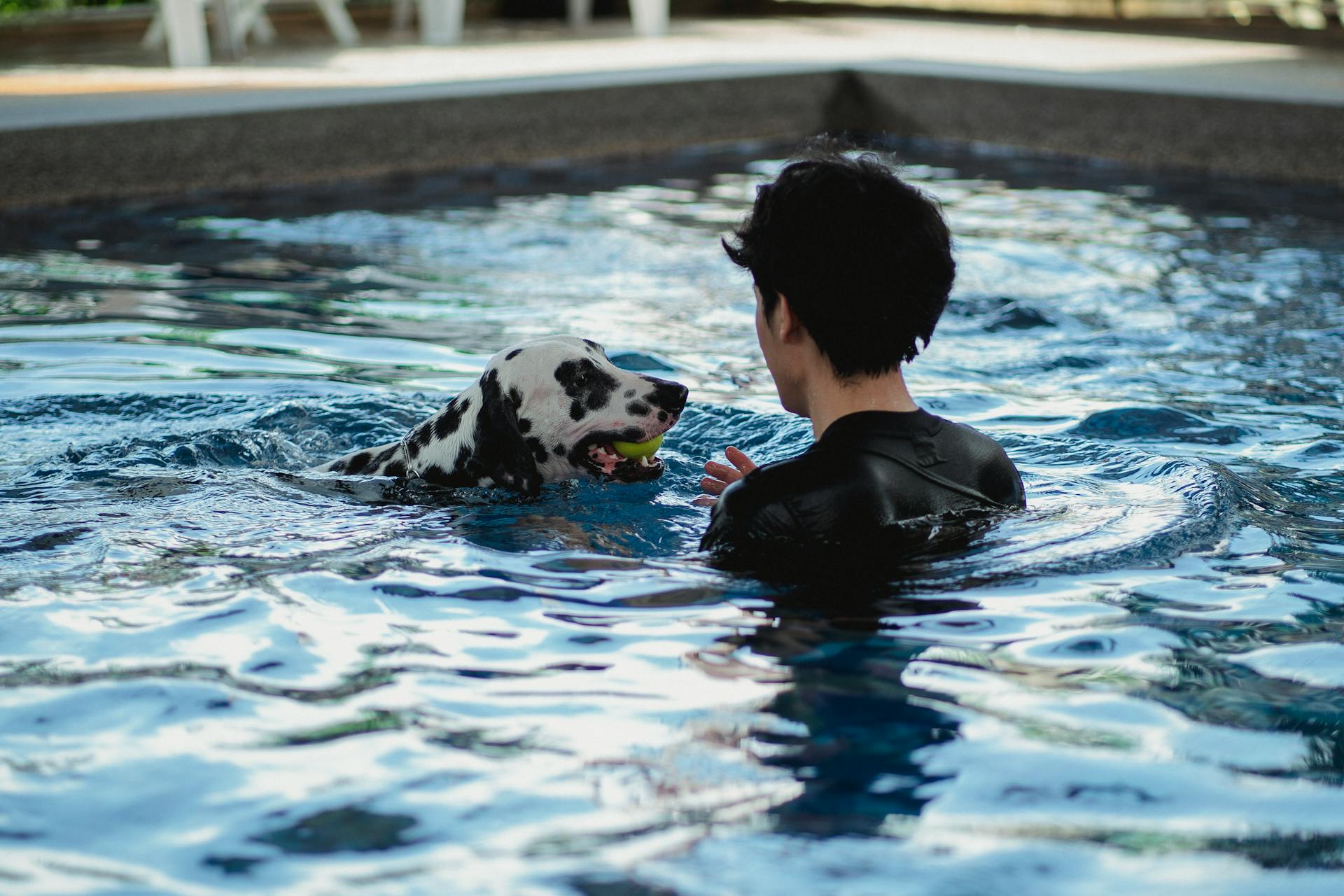 A Dog Holding a Ball With Its Mouth