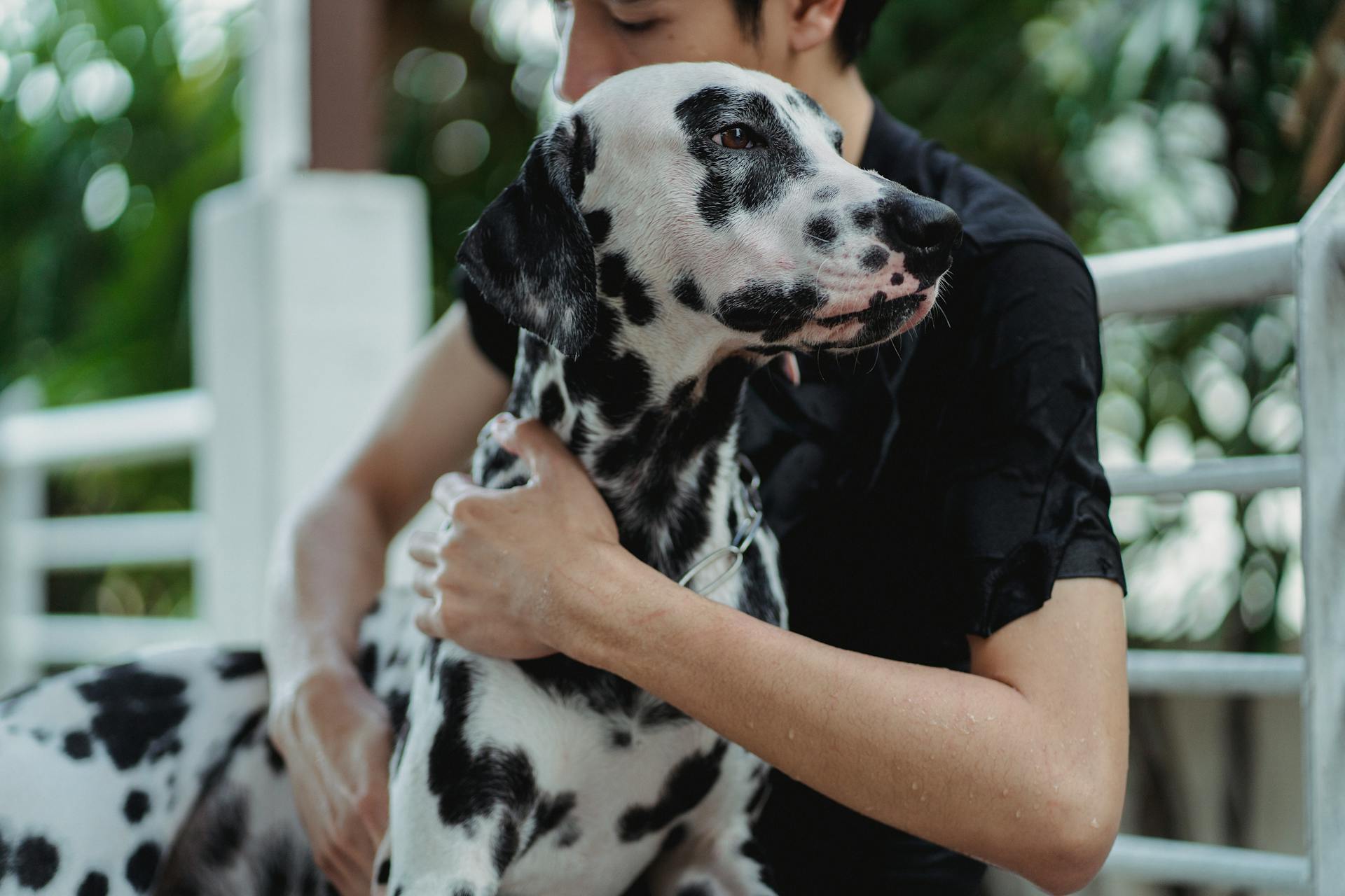 A Man Hugging a  Black and White Dalmatian Dog