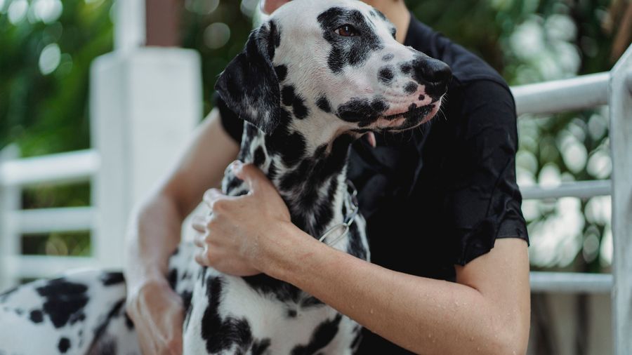 The 'Nothing in Life Is Free' Approach to Dog Training
