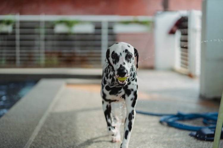 A Dog Holding A Ball With Its Mouth