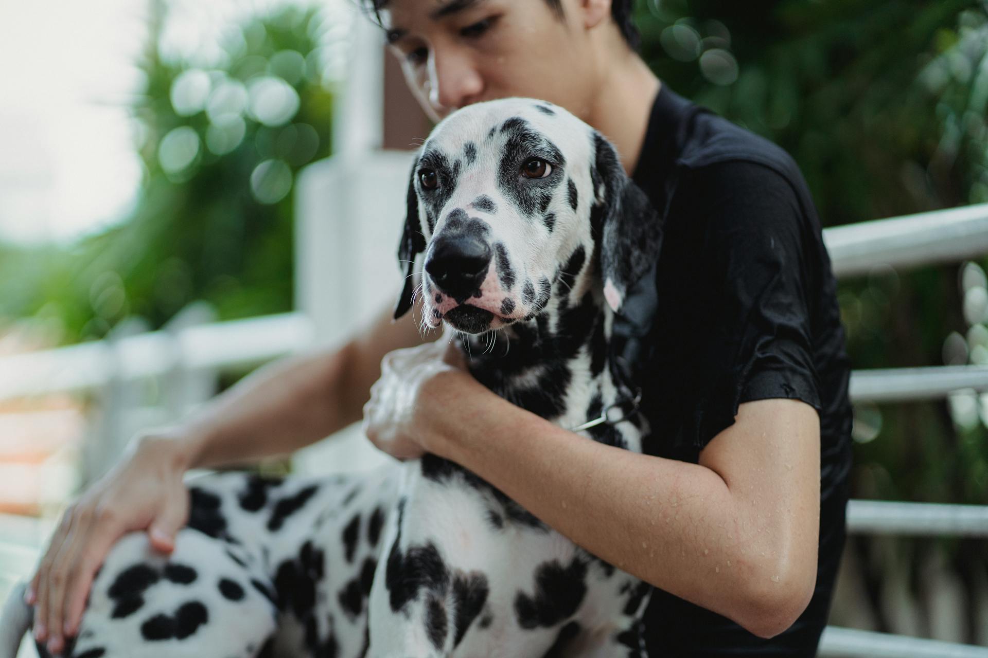 A Young Man With His Pet Dalmatian