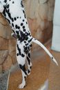 Black and White Dalmatian Dog