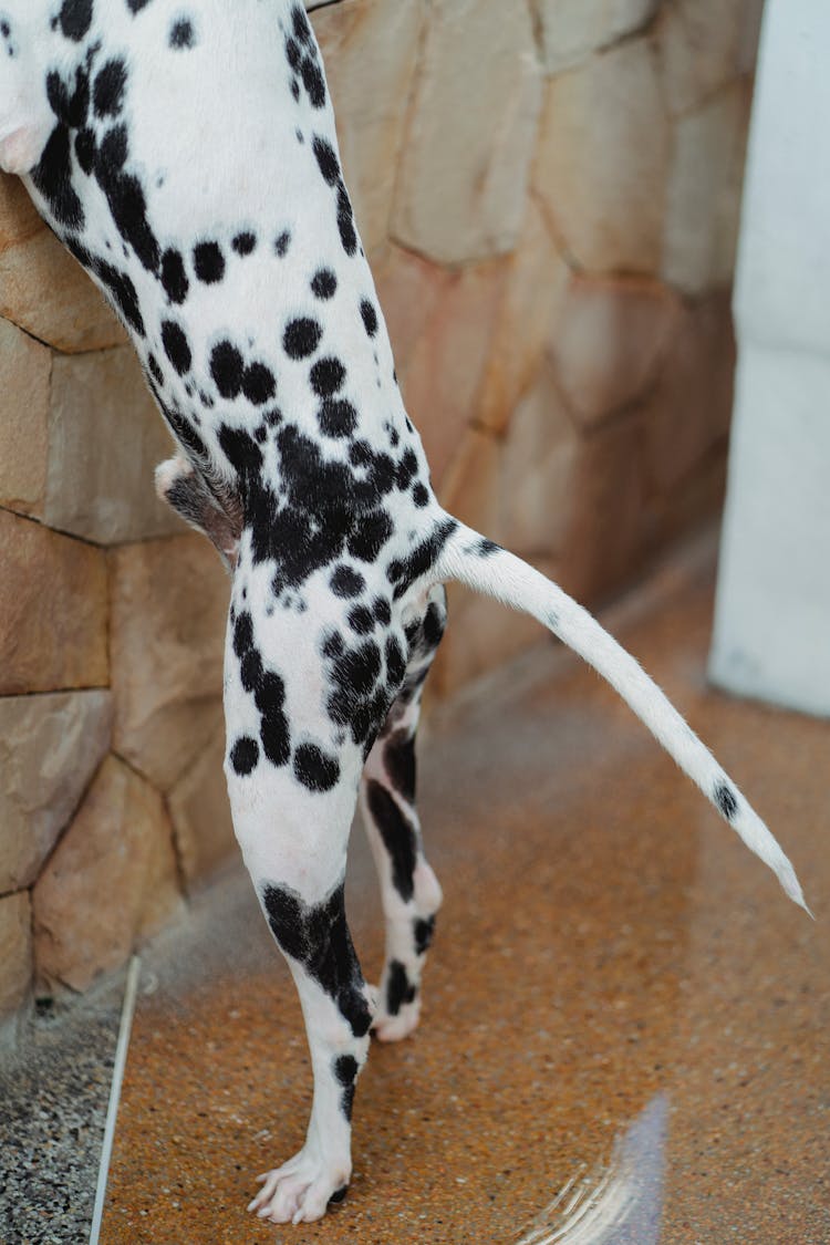 Close-up Of A Spotted Dog 