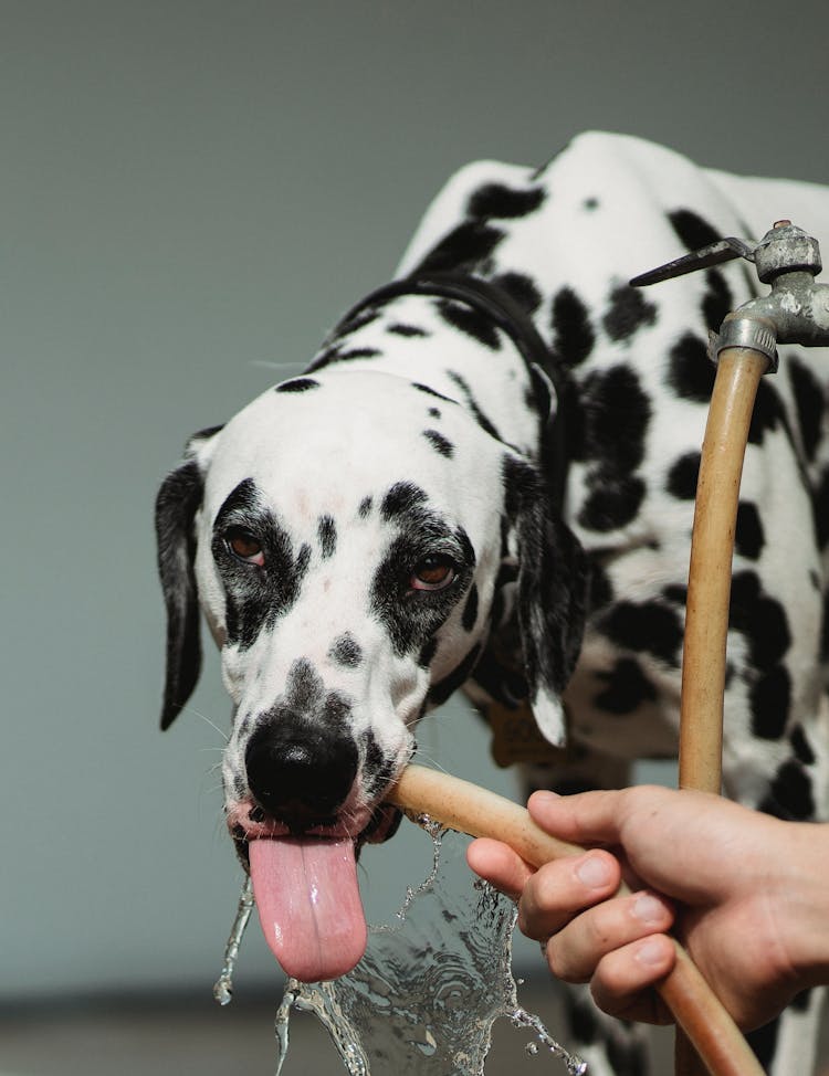 A Dalmatian Dog Drinking From A Hose