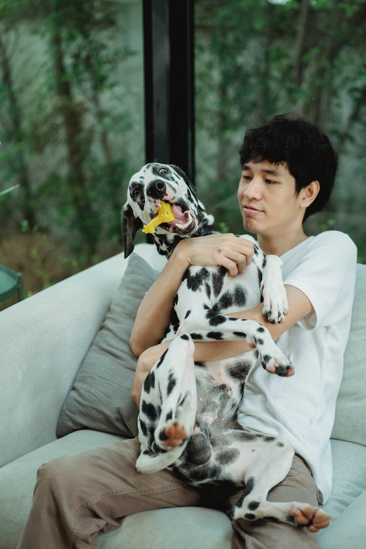 A Man Hugging A Pet Dalmatian Playing With A Toy 