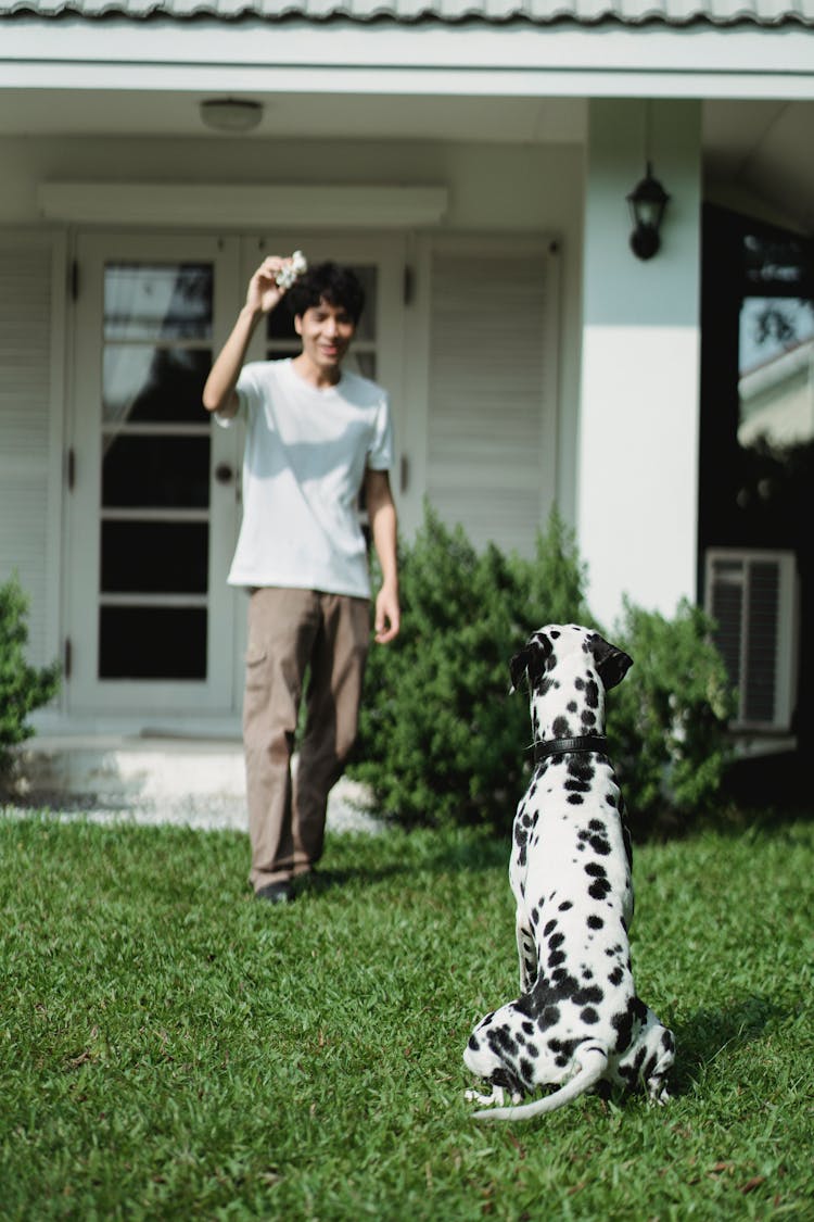 A Man Playing With A Dalmatian In The Garden