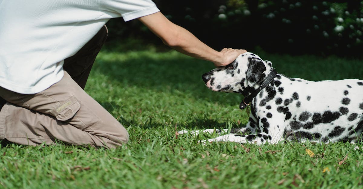 Les bénéfices des animaux de compagnie pour les seniors