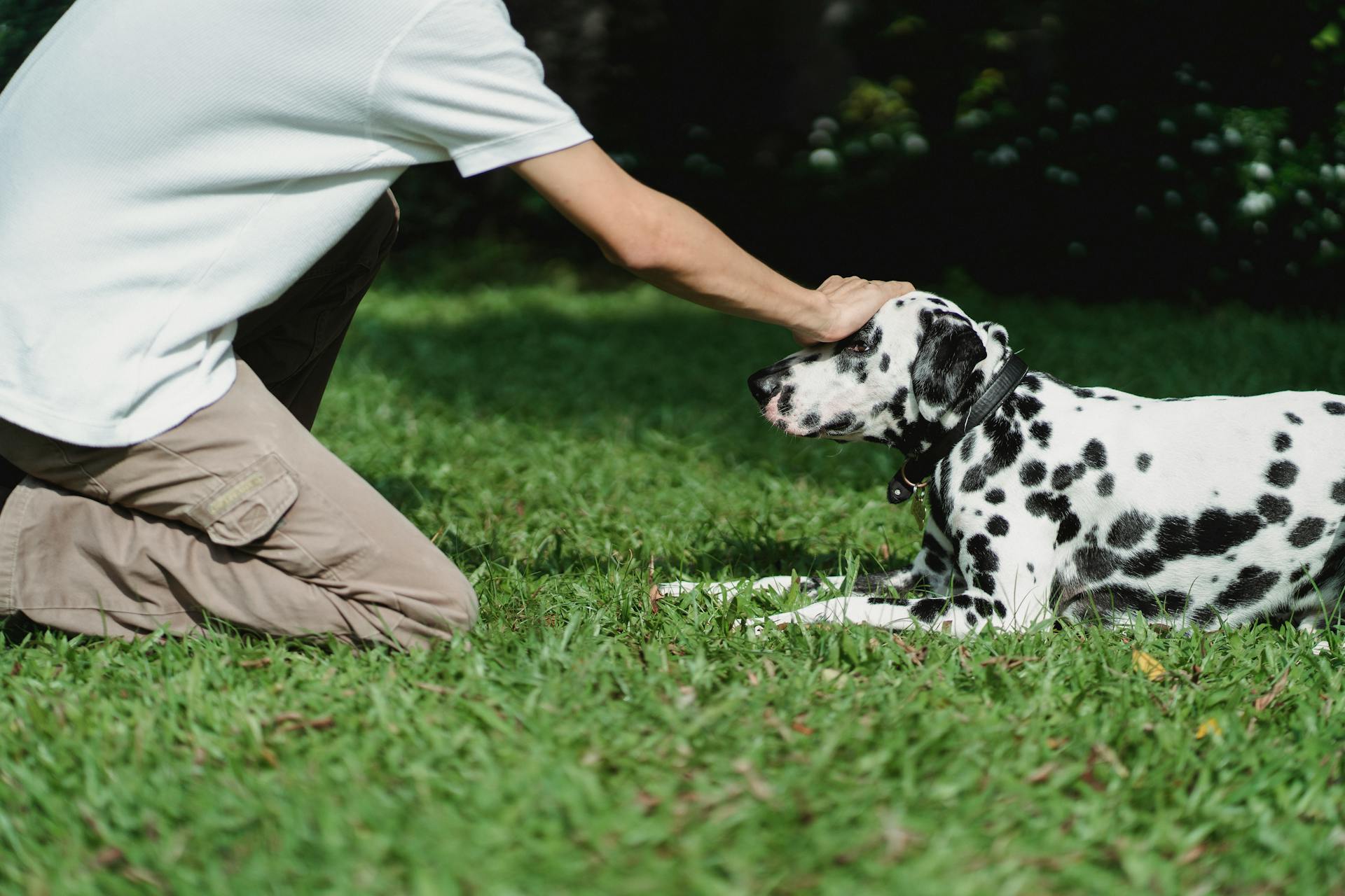 Dalmatian Dog Lying on Green Grass Field
