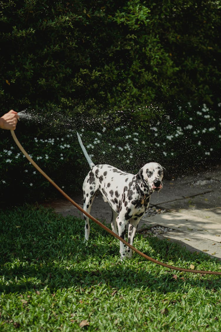 A Person Spraying Water To A Dog Using A Hose