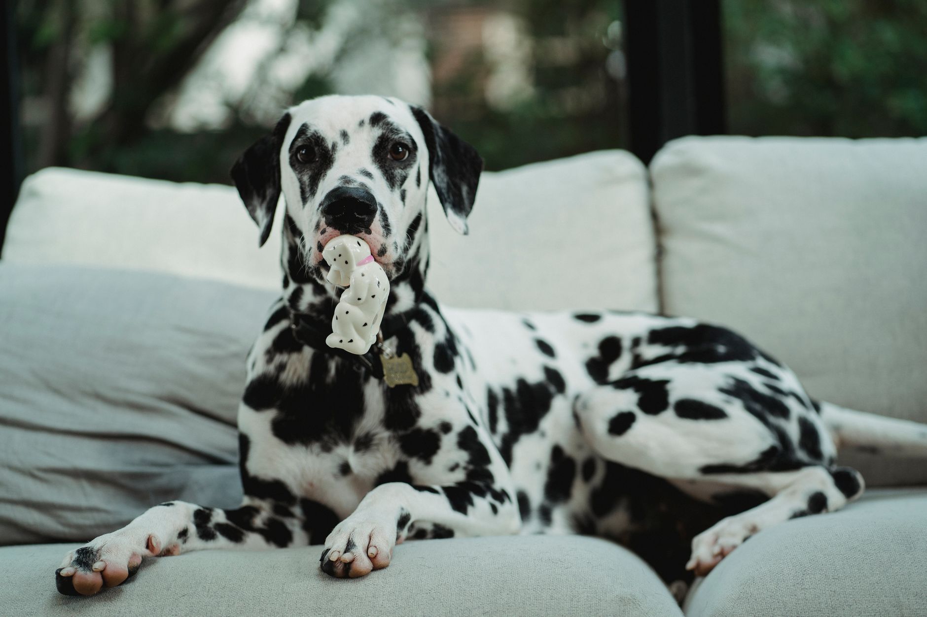 Best Rabbit Chew Toys for Dental Health (2026) – Durable Picks That Keep Your Bunny's Teeth in Check