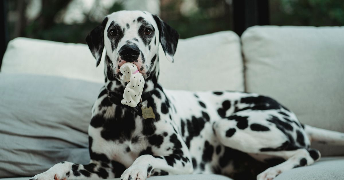 Essential Tips for Ensuring Your Pet's Safety at Home