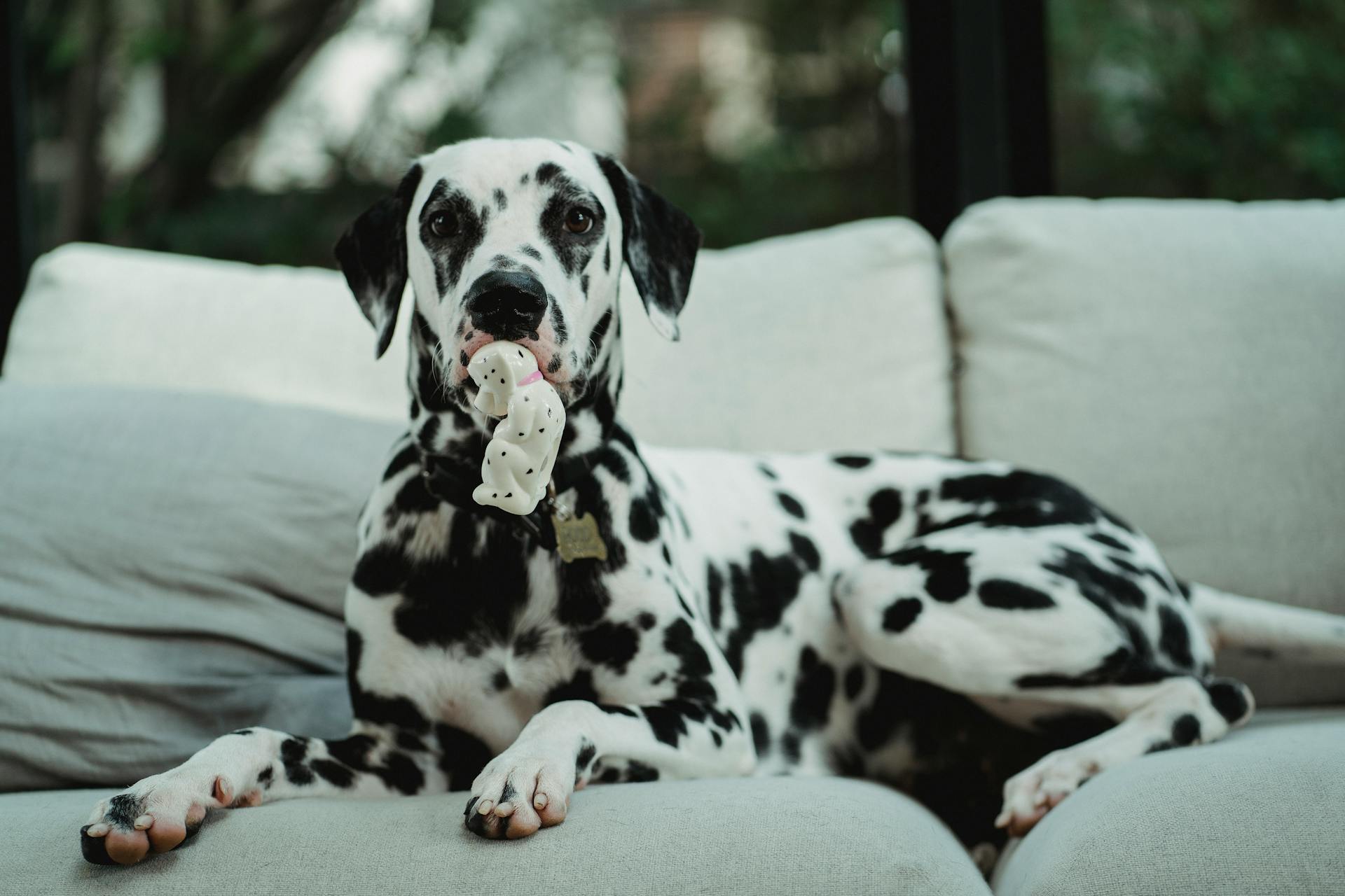 A Dalmatian Dog with a Dalmatian Toy