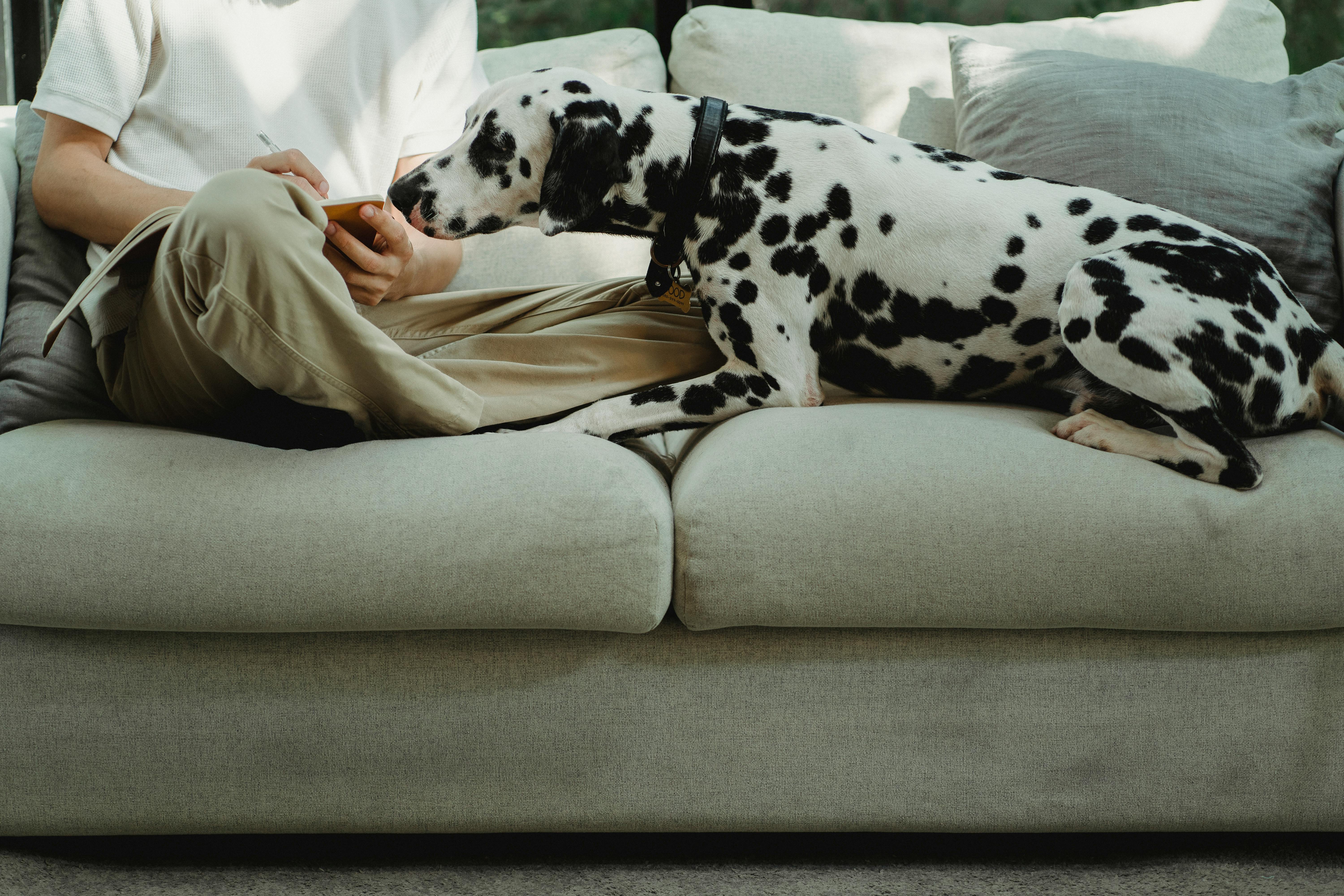 Financing for Fido? Pet insurance gains attention as lifetime costs for pets soar — Photo by Bethany Ferr on Pexels