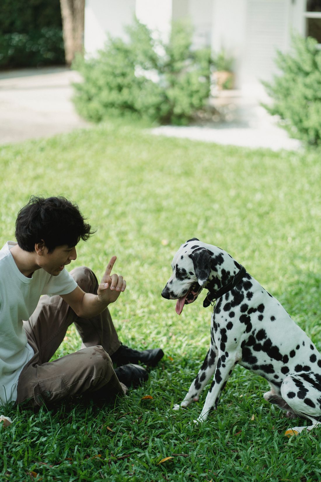 Pet owner positively training a Dalmatian outdoors