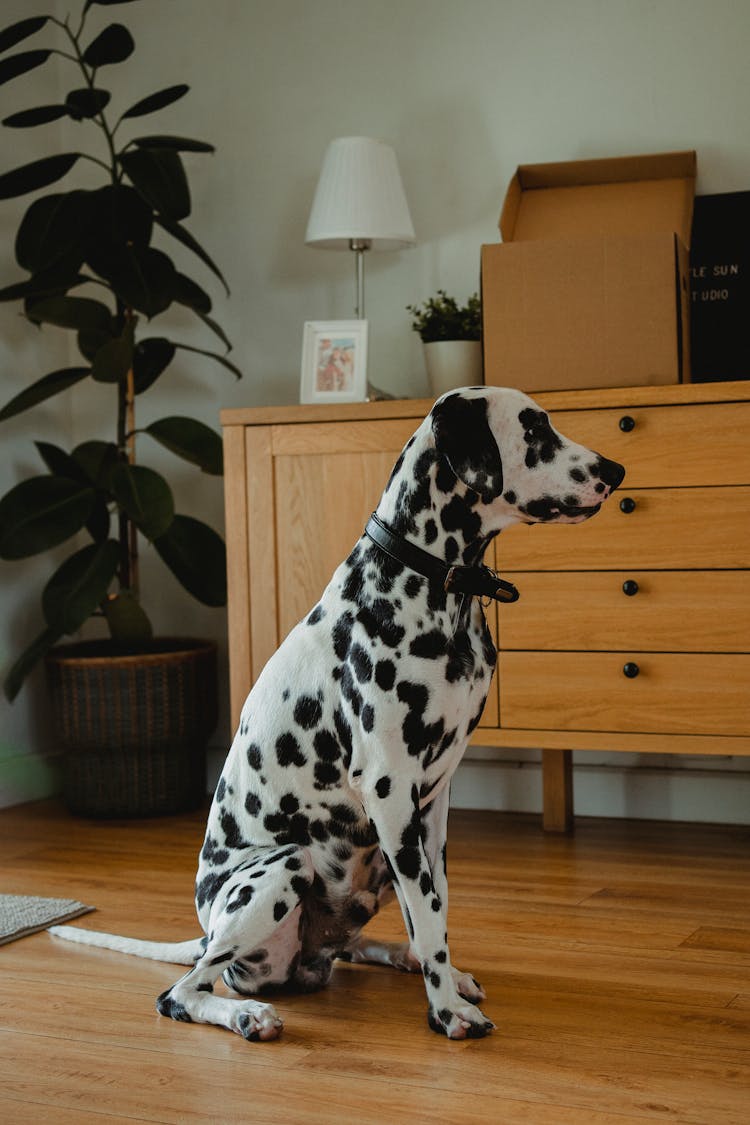 Dalmatian Sitting On Floor