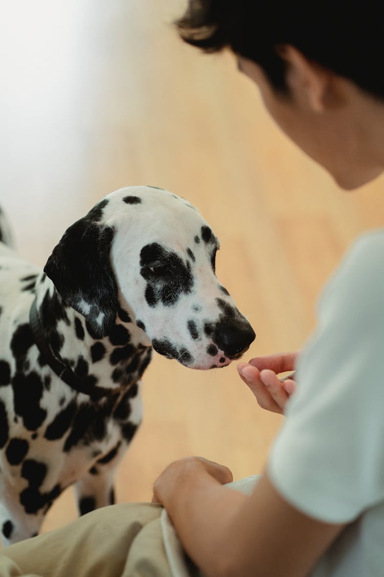 Man Giving Treats To His Dalmatian Dog