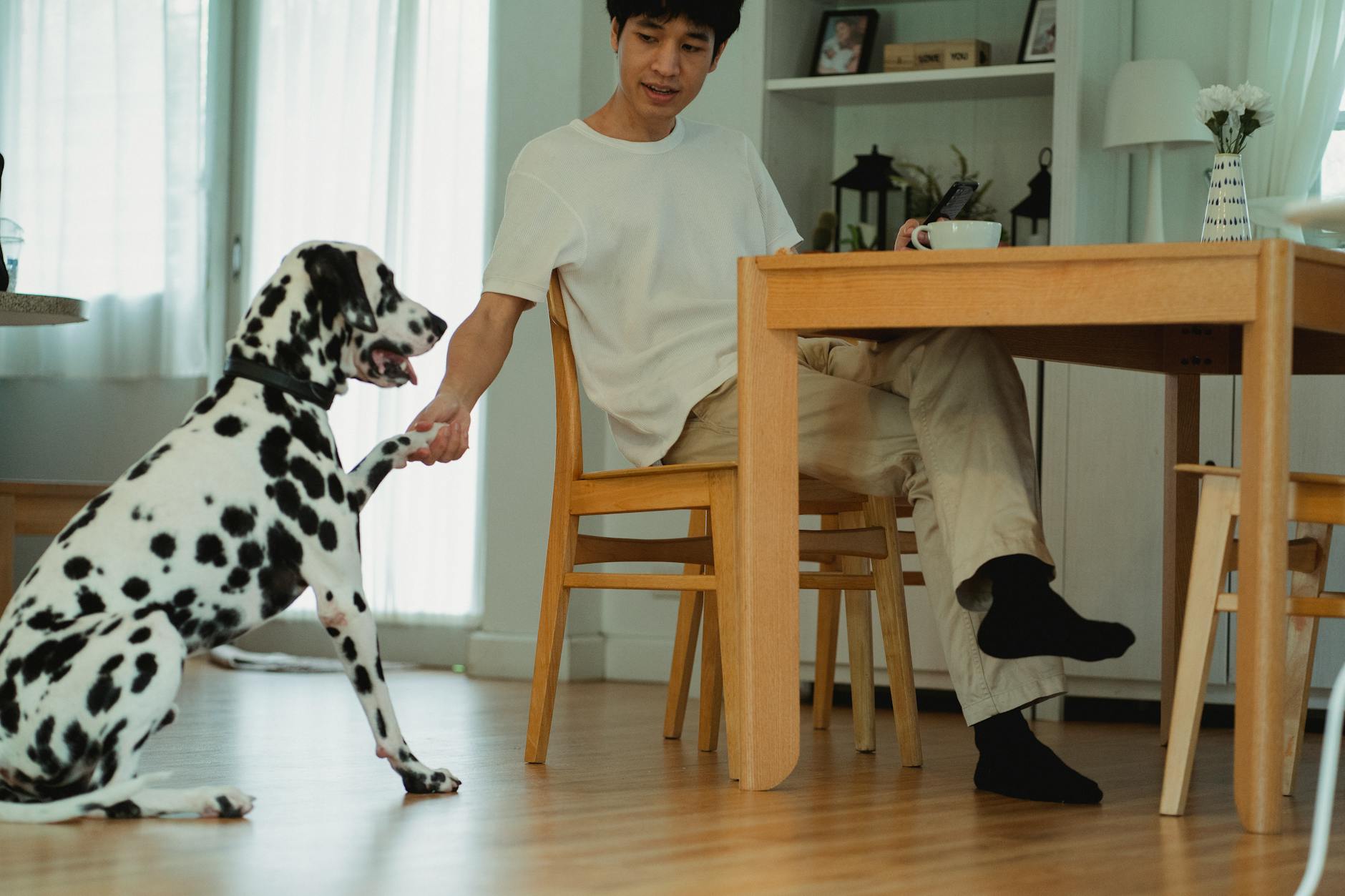 Man and Dalmatian playfully interacting indoors at a dining table.