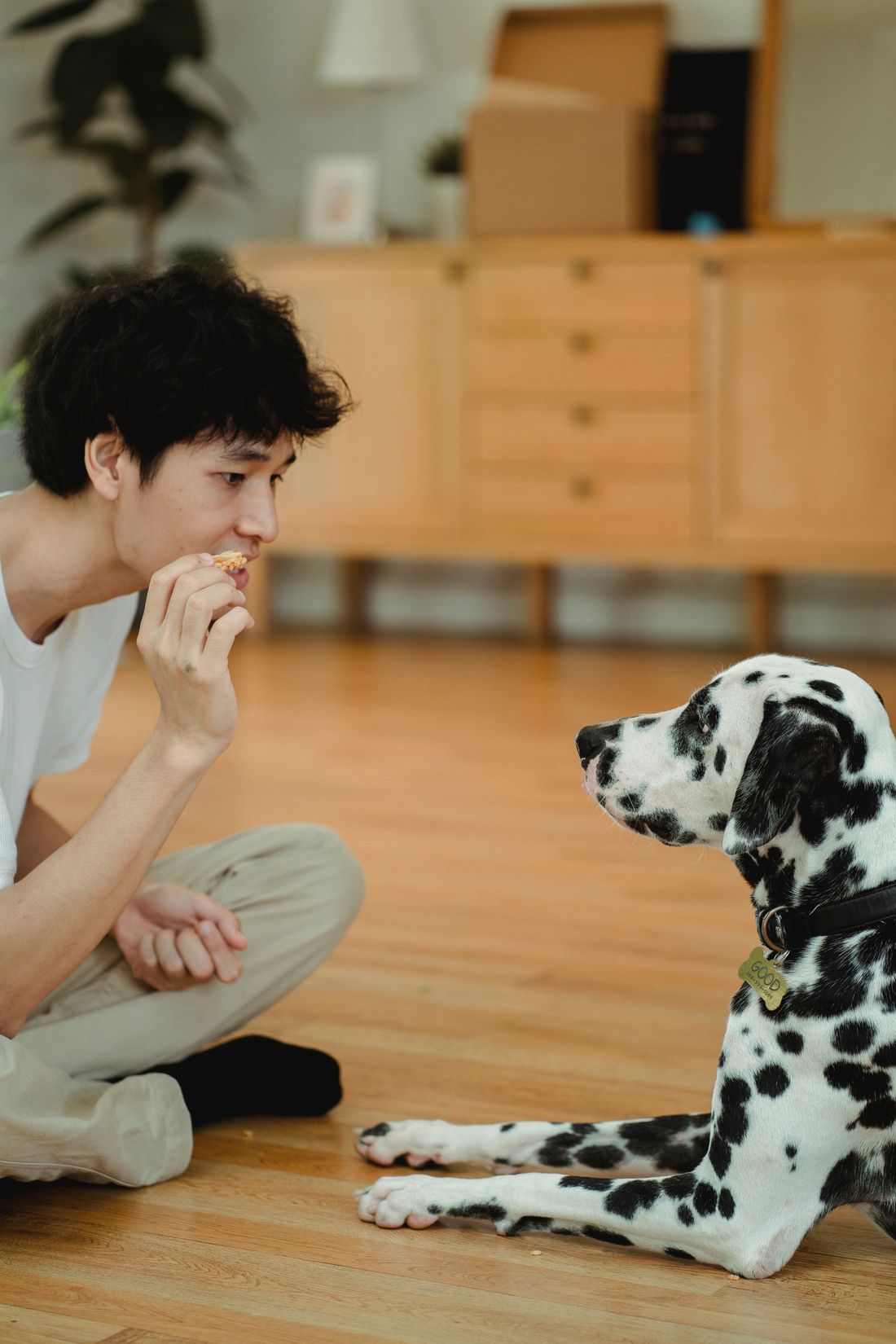 Ev ortamında Dalmaçyalı köpeğini ödülle eğiten kişi