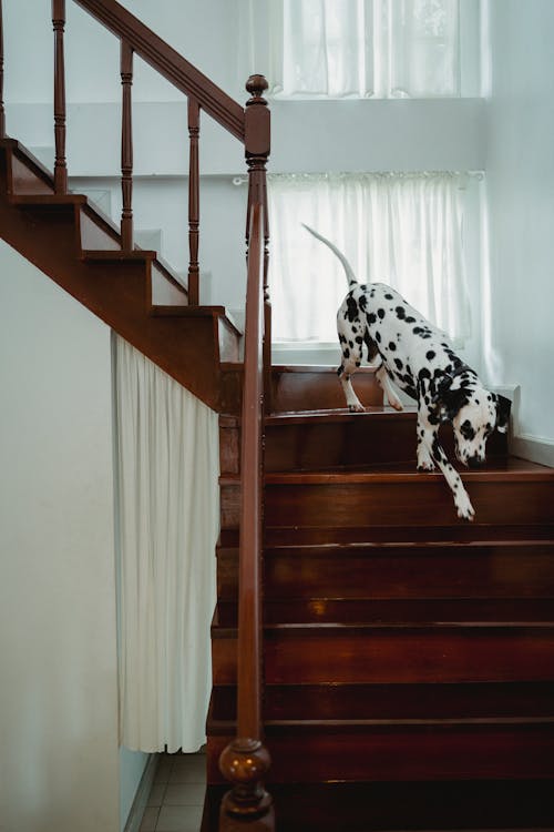 Free A Dalmatian Dog Going Down the Stairs Stock Photo