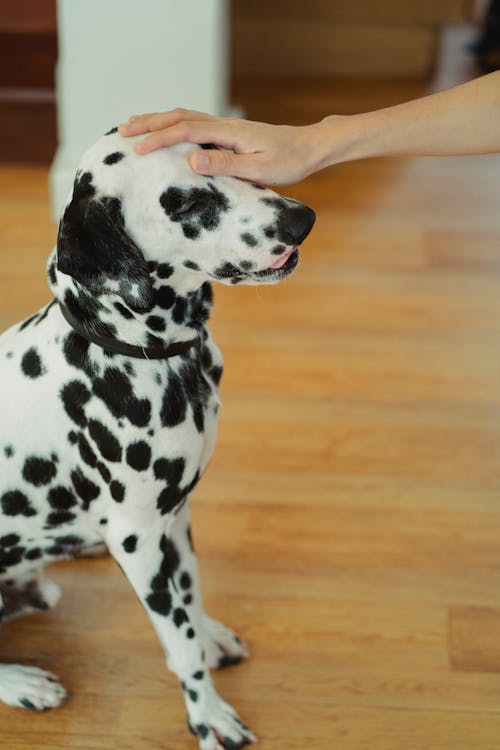 Foto stok gratis anjing, binatang, dalmatian