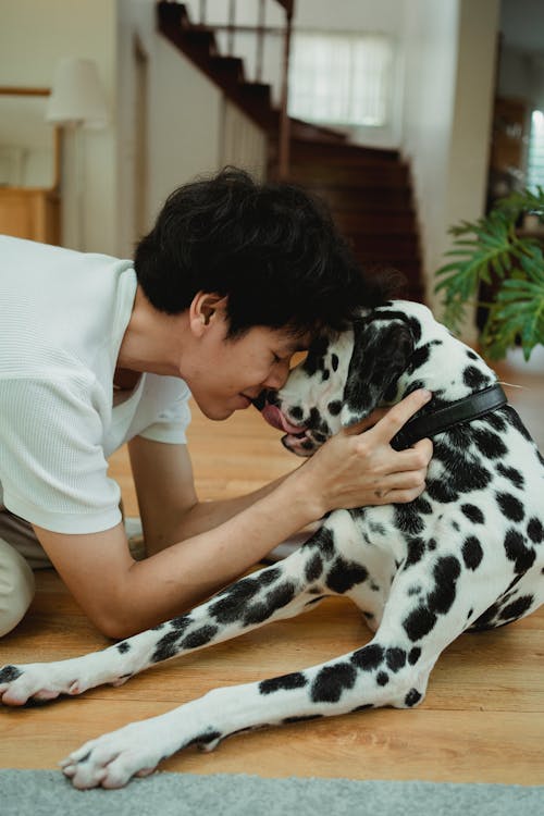 Foto stok gratis anjing, binatang, cinta