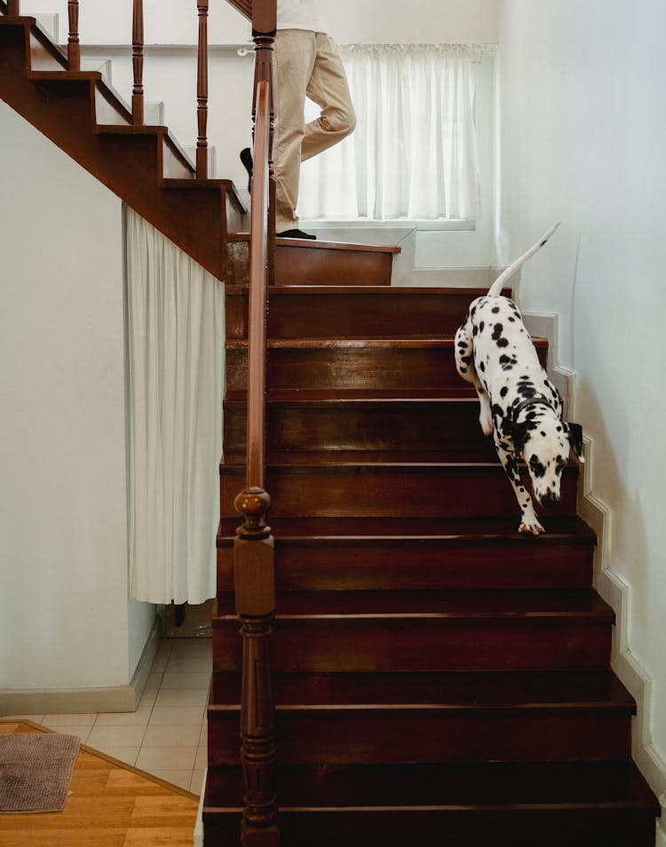 A Person And A Dog Going Down The Stairs